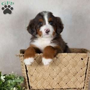 Shadow, Bernedoodle Puppy